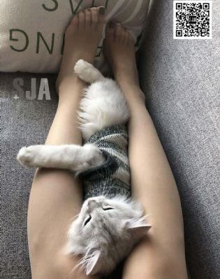 恶搞之家第九季_BD神马影院在线